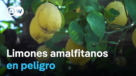 ¿Podrán los agricultores ganarle la batalla a la plaga de los limoneros?