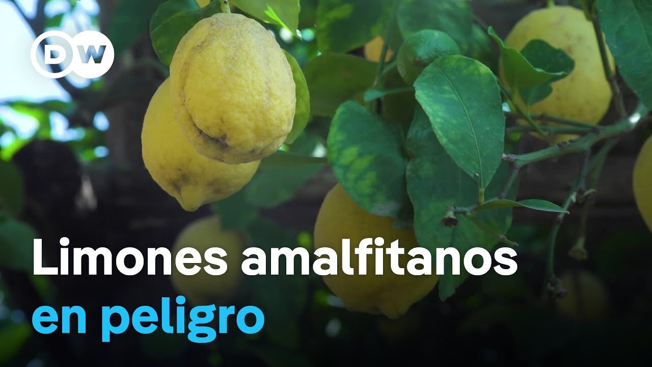 ¿Podrán los agricultores ganarle la batalla a la plaga de los limoneros?