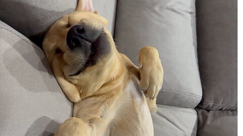 So cute, sleeping dog