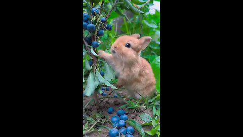 funny animals video