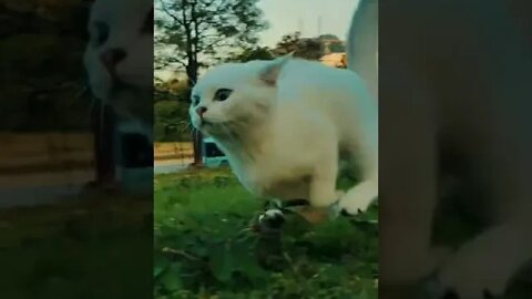 cute cat videos 😹 funny videos 😂 485 😻