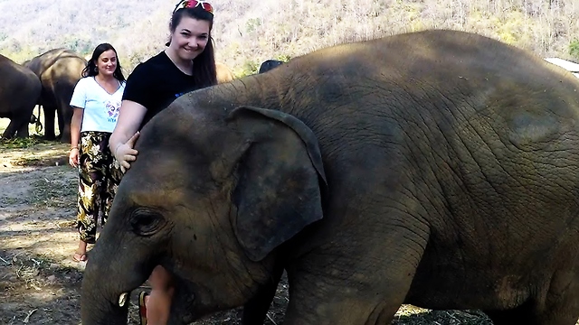 Baby elephant creates emotional moments for sanctuary guests