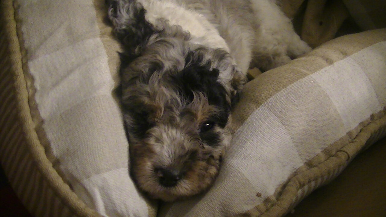 Cavapoos of all different colors even a super rare Merle with king Charles mix too