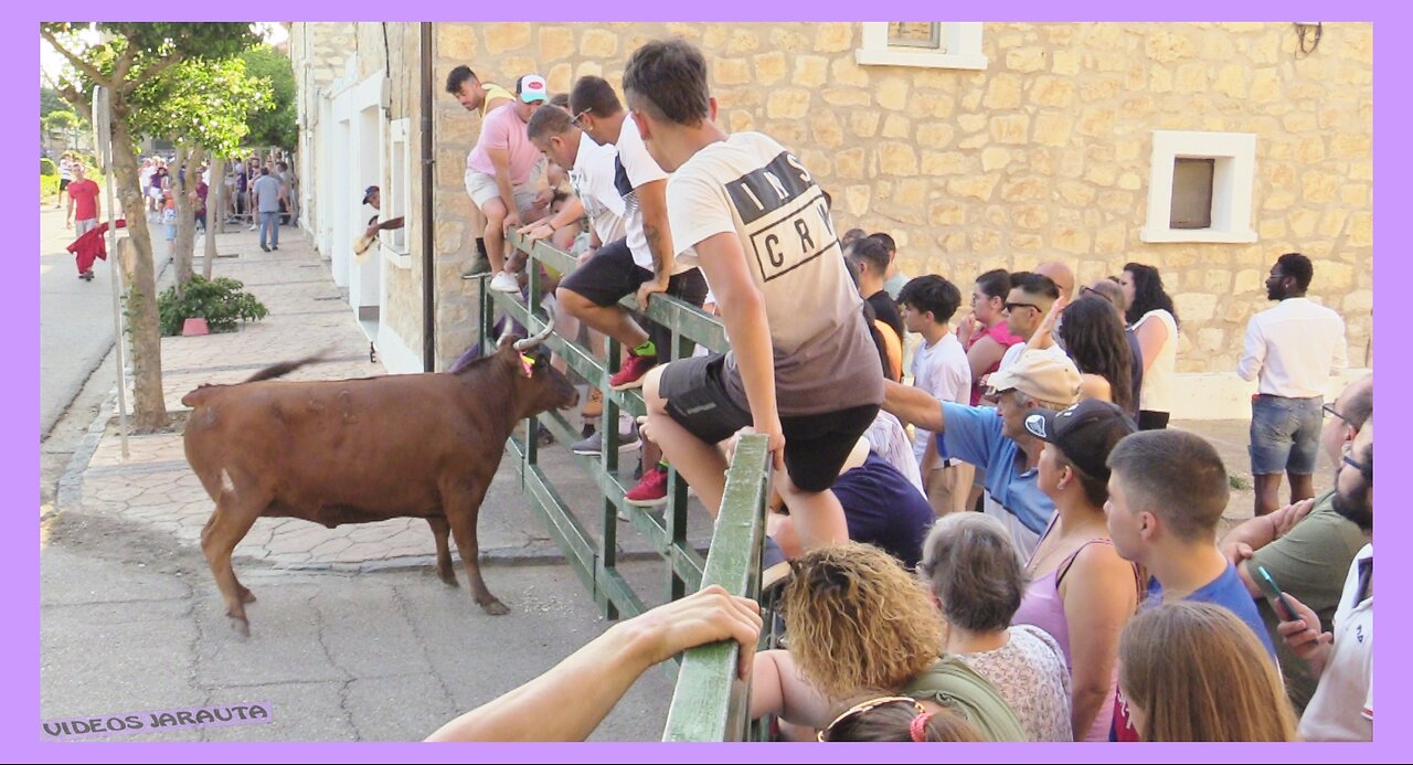 VALAREÑA ( ZARAGOZA ) TARDE VACAS EN LA CALLE ( SABADO 8 JULIO 2023 ) GANAD.ALBERTO ALVAREZ