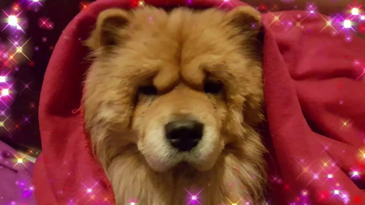 Christmas Feels Relaxing Chow Chow's 2020 / Winter Cutest Chow Chow