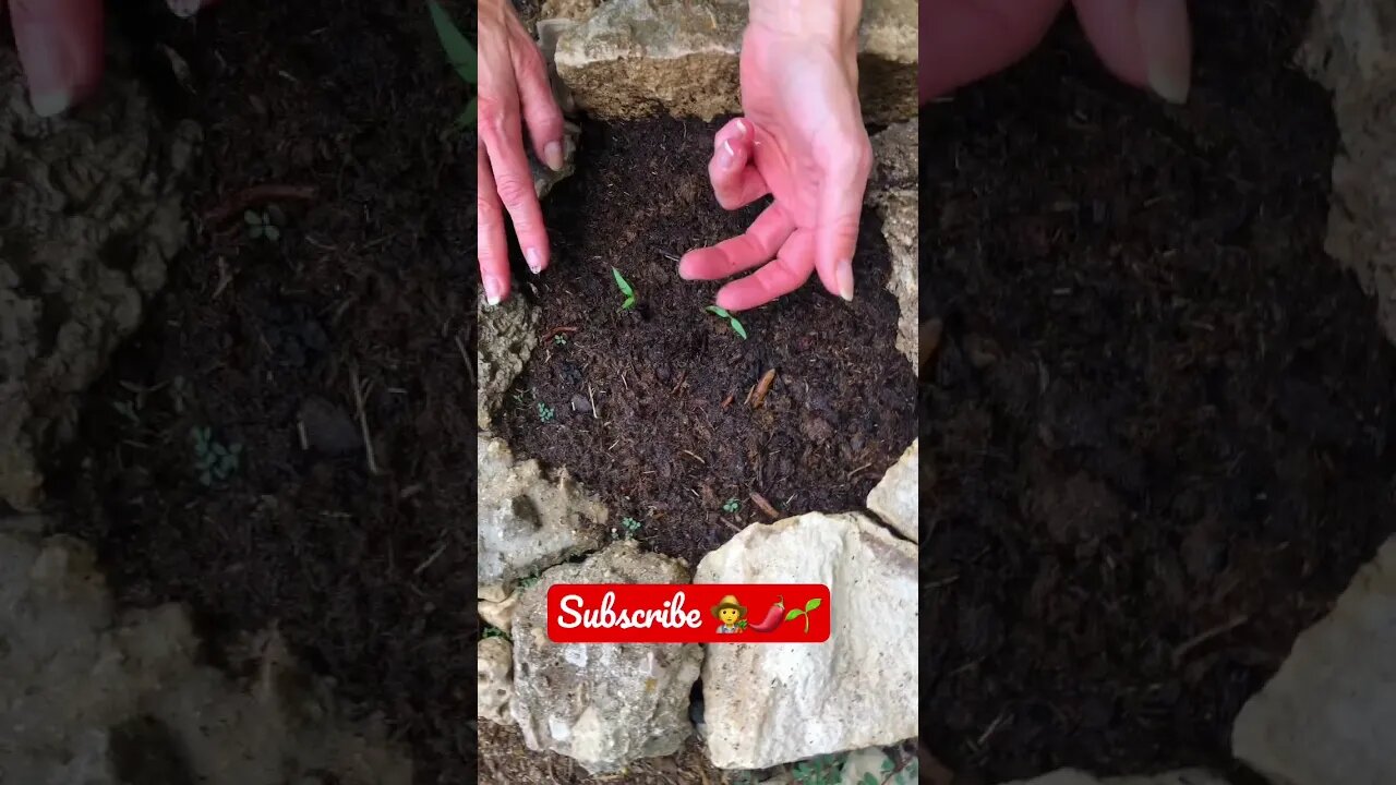 Jenny’s SUPER EXCITED ABOUT her BABY JALAPEÑO Pepper Sprouts! 🧑‍🌾🌱🌶 #viral #shorts #tiktok