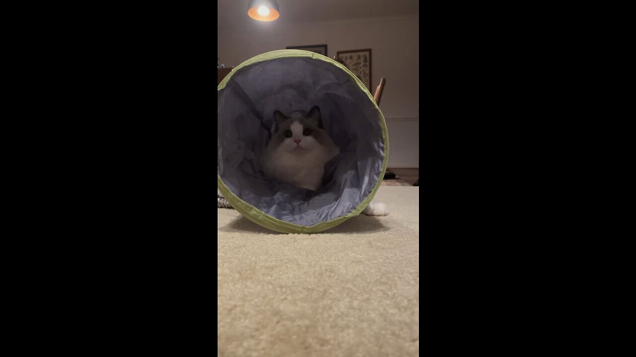 Epic Ragdoll Cat runs through tunnel