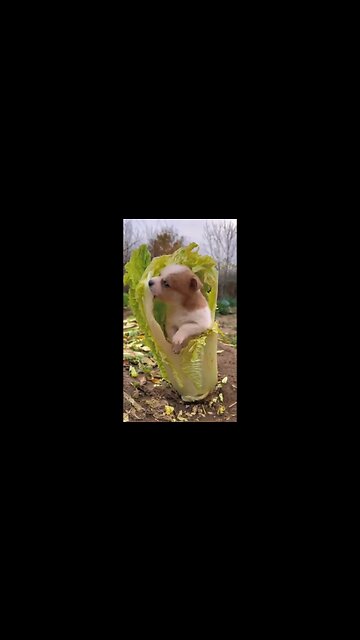 Caterpillars getting bigger each year