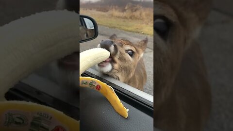 Deer Walks Up to Car Window To Eat Banana! #Animals #Shorts