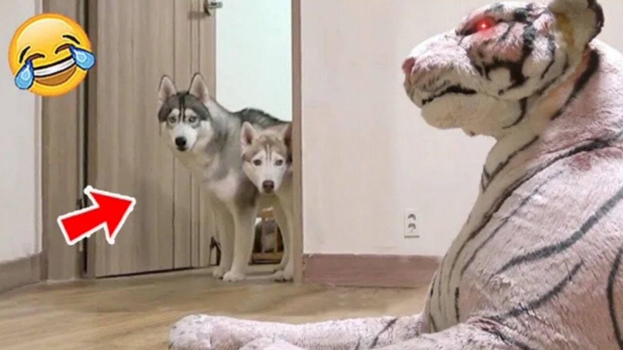 Funniest Animal Videos 2023 😅 - Best Funny Cats & Dogs Videos 🥰 #23