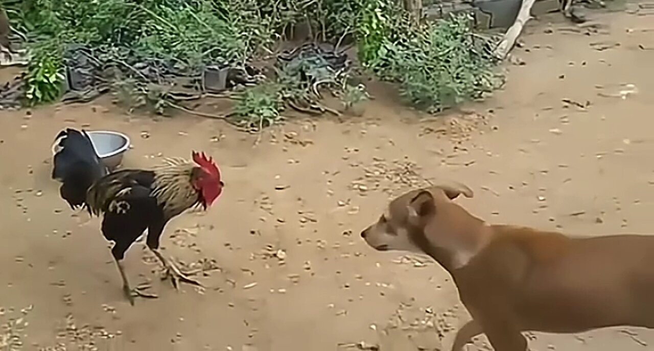 Cock and Dog fight | 😲