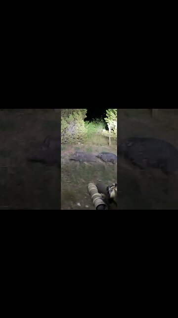 Send it! Hogs crossing the road in Texas! #boar #nightvisionscope #sxs #m4 #556 #hoghunting
