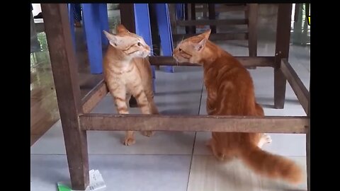 Cats Fighting and Meowing - These Two are Bloody