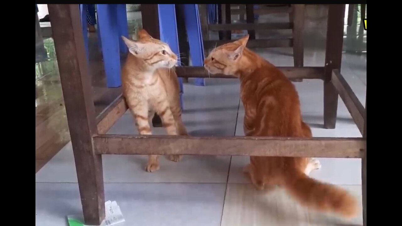 Cats Fighting and Meowing - These Two are Bloody