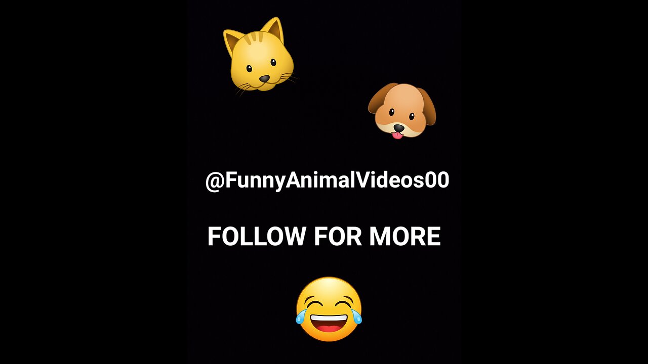 Funny Dog Video