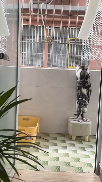 Meow Moments: Side-Splitting Adventures of Playful Kitties