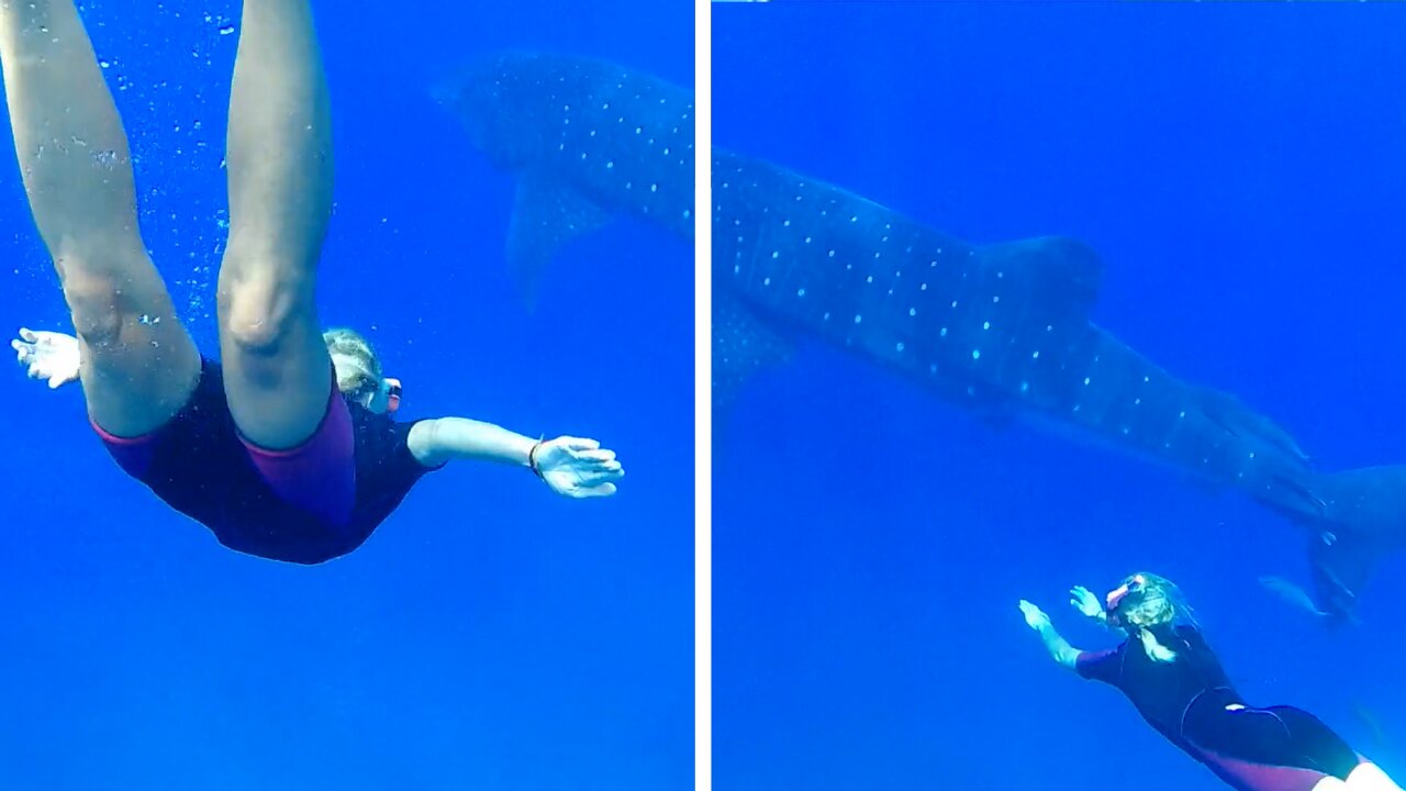 Lady Dives With A Huge Whale Shark