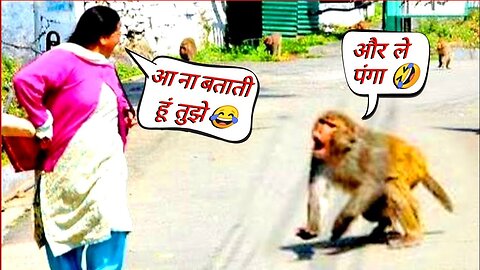 बंदरों की ऐसी हरकत देख लोटपोट हो जाएंगे 🤣 । Monkey Funny Moments । Box Info । #boxinfo