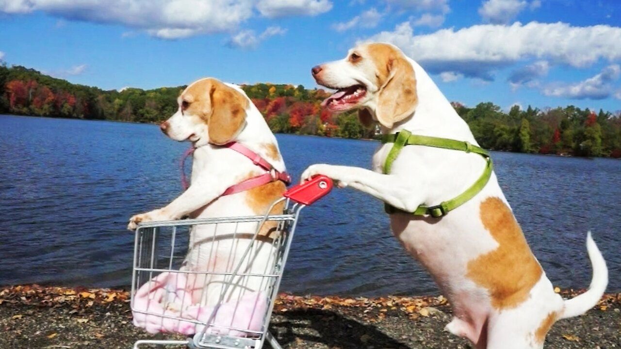 Dogs' Epic Shopping Cart Voyage: Funny Dogs