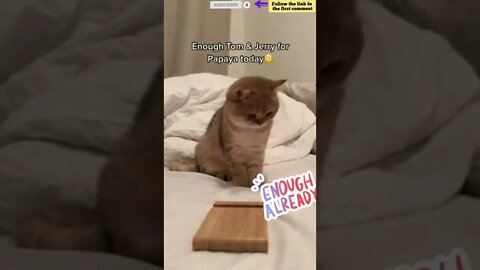 cute cat videos 😹 funny videos 😂 730 😻 #shorts #shortsfunny #cutecat #funnycat #catvideos #catscare