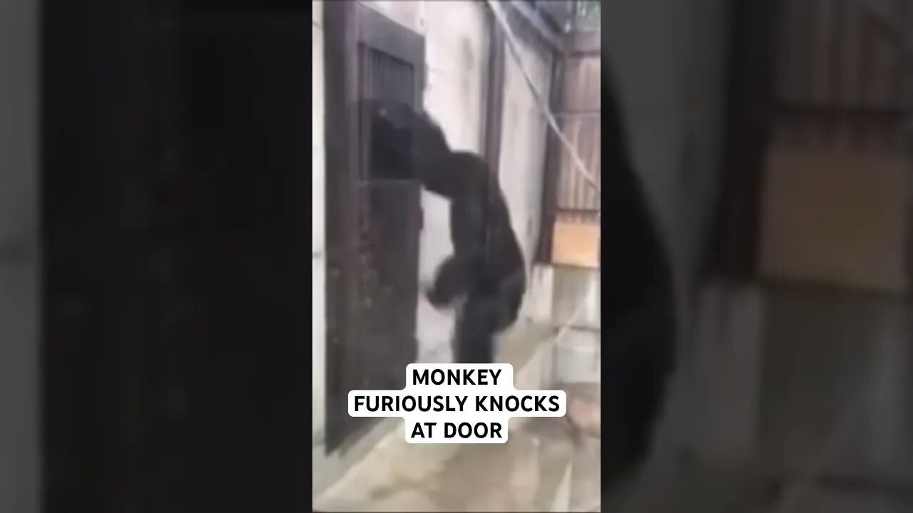 MONKEY FURIOUSLY KNOCKS AT DOOR