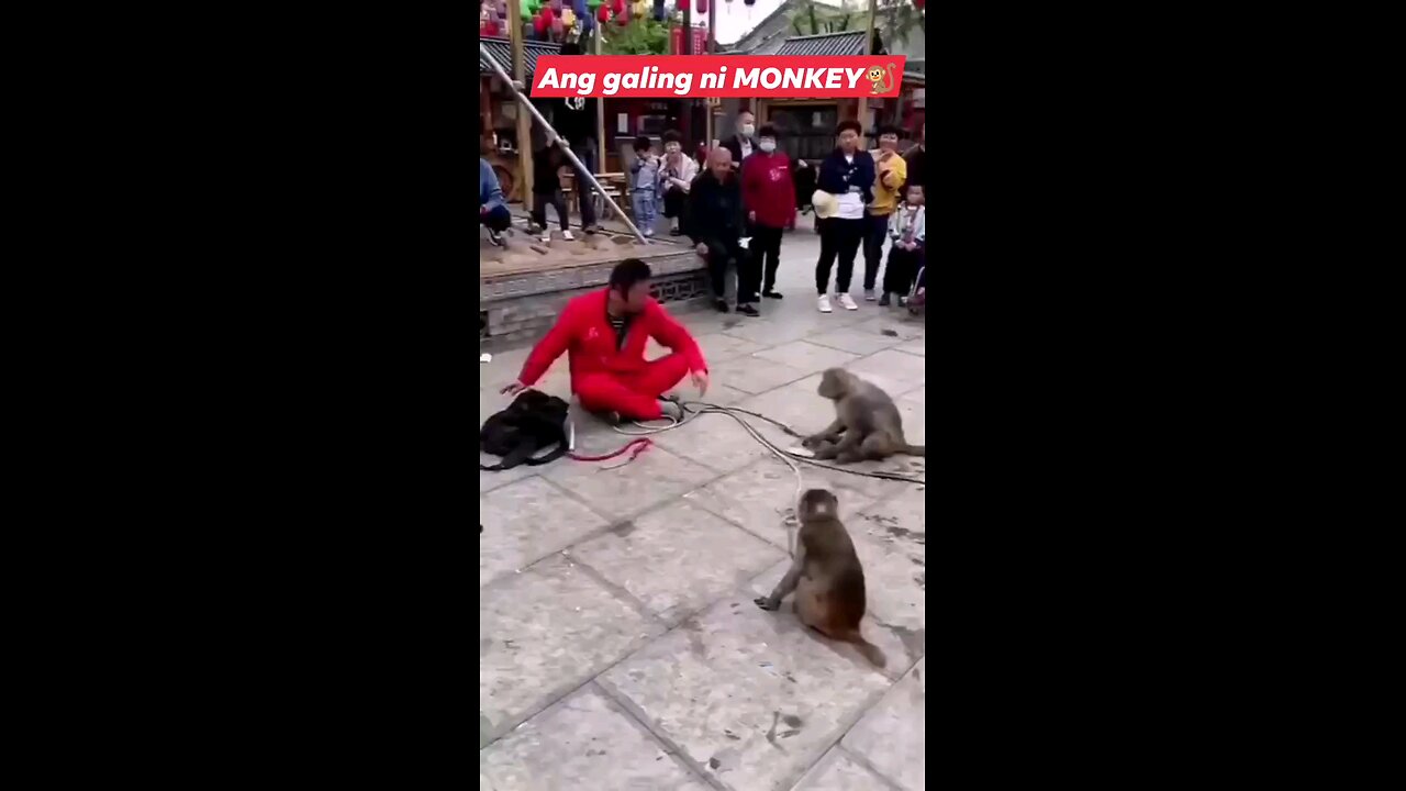 funniest video #monkey #fyp