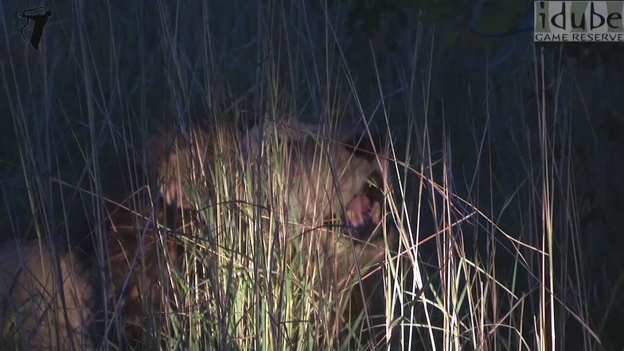 3 Majestic Male Lions Roar: Hear The Power!