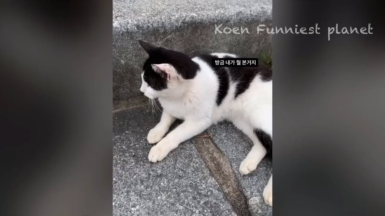 dogs and cats fighting funny 😂🤣😂