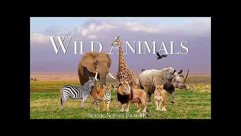 Amazing Scene of Wild Animals In 4K - Scenic Relaxation Film