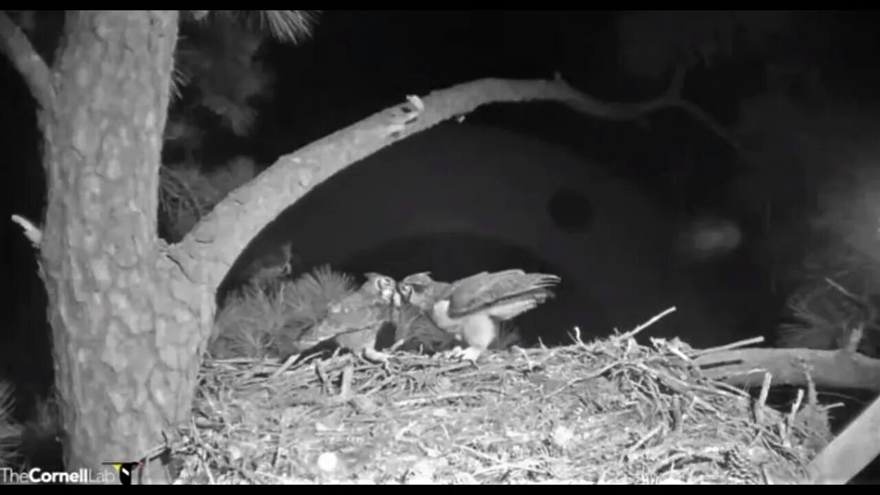 Dad Brings Mom Breakfast 🦉 1/30/22 5:46