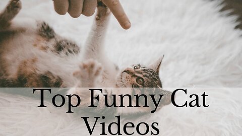 Best Of The 2022 Funny Cat Videos😻😻😻