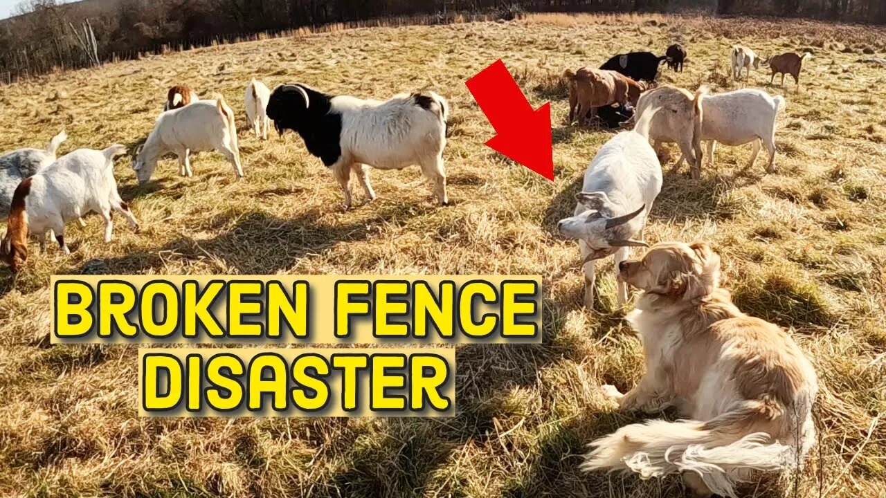 Dog Scares Sheep Through Fence | Farm Update | Taking Out the Billy Goat