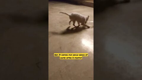 Dog having fun