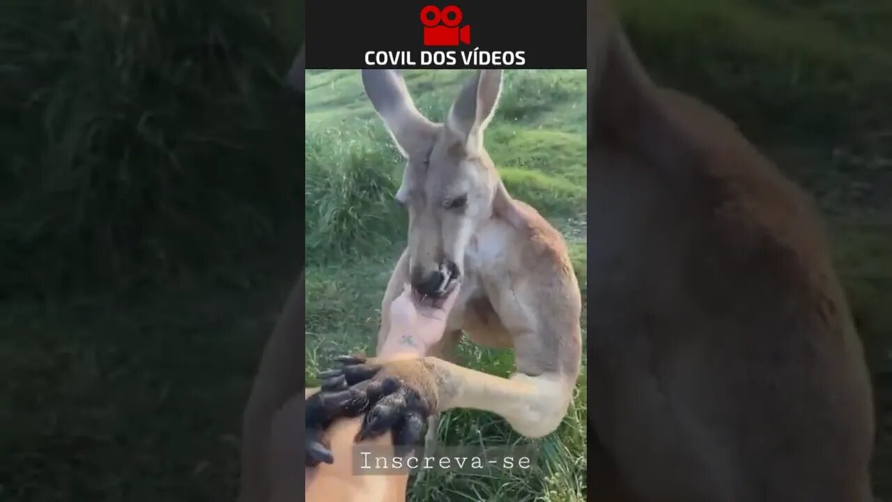 CANGURU MAROMBA 😂😂😂 #shorts