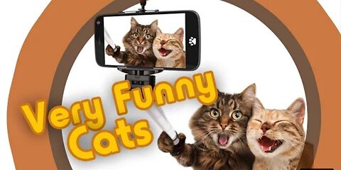 Cute Baby Cat Emoji Faces 🤪Videos Enjoy Funny Videos//Invisible Animals.