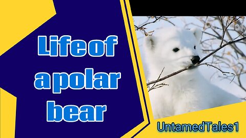 Life of a polar bear | wildlife | UntamedTales1