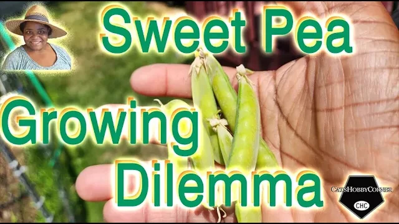 #sweetpeas #growingvegetable #dilemmas - #catshobbycorner