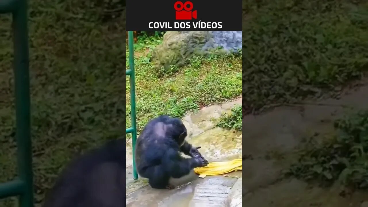 😮😮😮 macaco lavando roupa