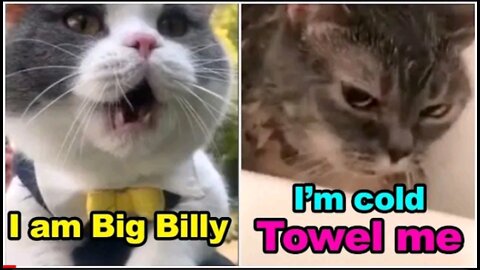 Talking cats😳: This cats can speak english