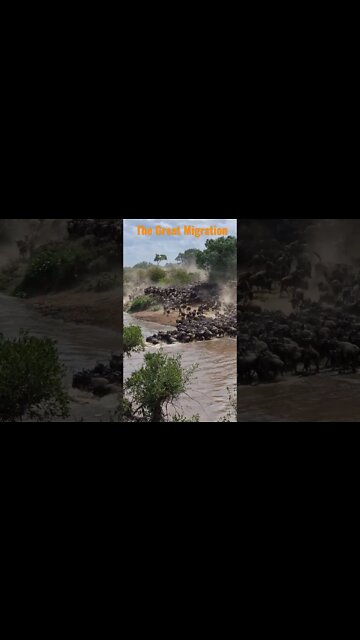 Migrating Wildebeest Cross The Mara River #shorts #giveityourbestshort