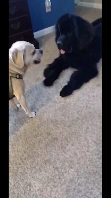 puggle vs Newfoundland fight
