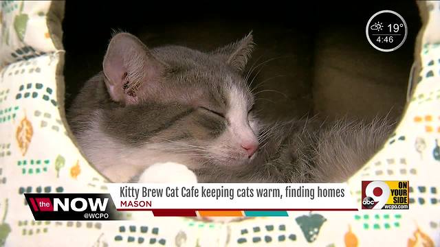 Mason 'Cat Cafe' close to reaching 400 adoptions