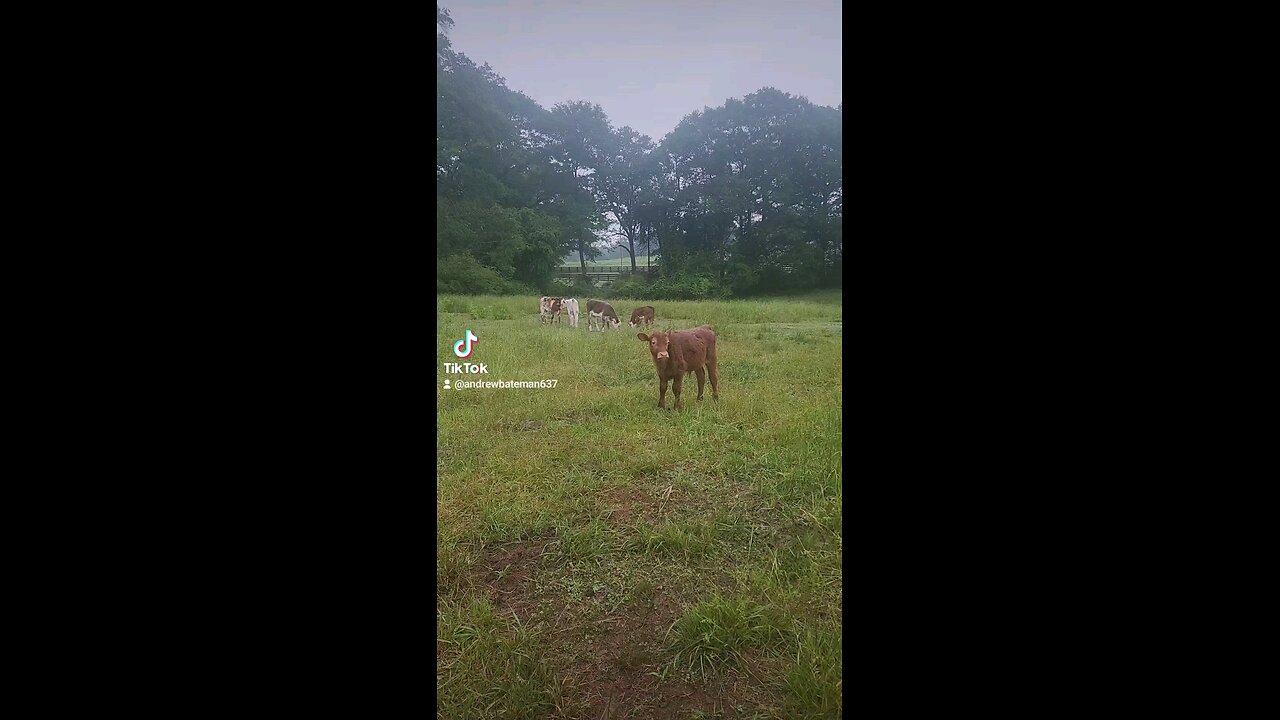 Rainy day calves.