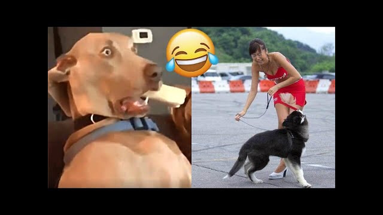 Funniest Animals Video - Funny Dogs And Cats - Try Not To Laugh Animals 2023