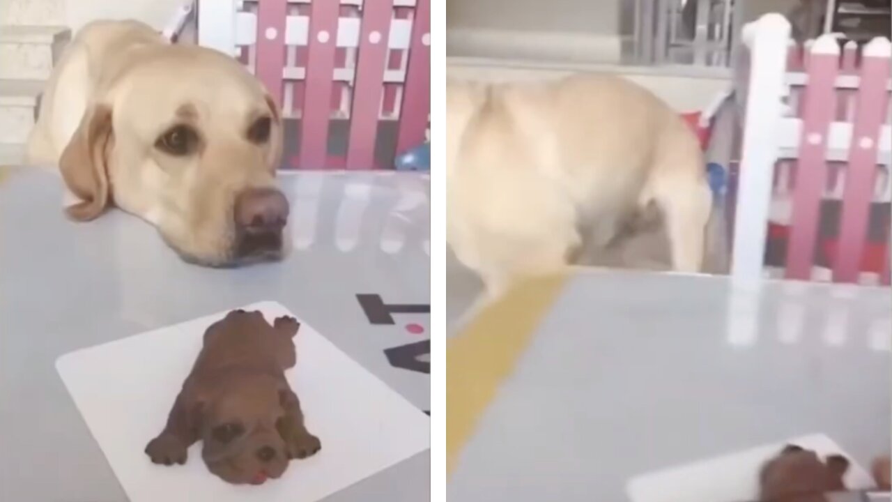 Dog Gets Sad On Cutting Of Small Dog Cookie But Wait......