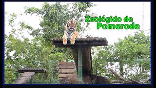 Zoológico de Pomerode Santa Catarina , Brasil