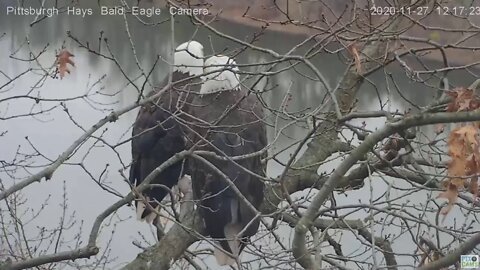 Hays Bald Eagles Mom and Dad perched together 2020 11 27 1216pm