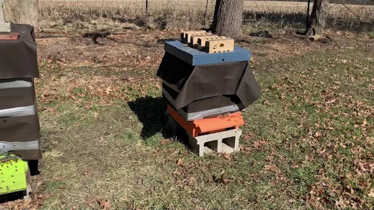 Bee Hive Autopsy Test Results