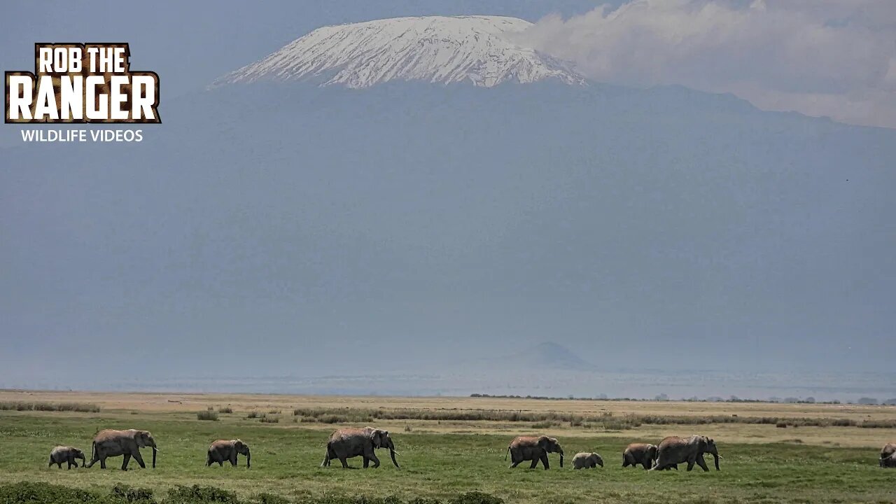 Amboseli Elephant Herd Under Hazy Kilimanjaro | Zebra Plains Safari