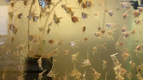 Sorting Fish 😓 work never Stops in the Fish Room!!! Sunday Fun 🤩